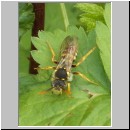 Nomada goodeniana - Wespenbiene 01.jpg